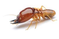 Termite Inspection Perth image 4